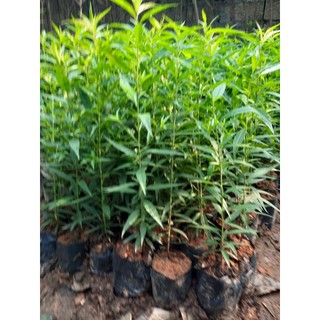 ĐÀO BÍCH - ĐÀO PHAI(  ĐẢM BẢO CHUẨN GIỐNG)-CÂY CAO 30-40CM