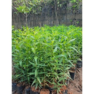ĐÀO BÍCH - ĐÀO PHAI(  ĐẢM BẢO CHUẨN GIỐNG)-CÂY CAO 30-40CM