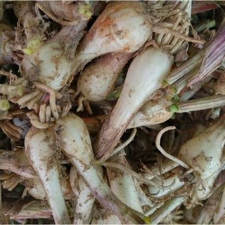 Củ kiệu huế t.ư ơ i loại ráo ngon-1kg