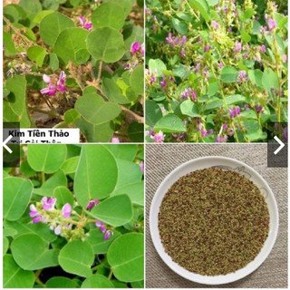 Hạt giống Kim tiền thảo gói 50 hạt