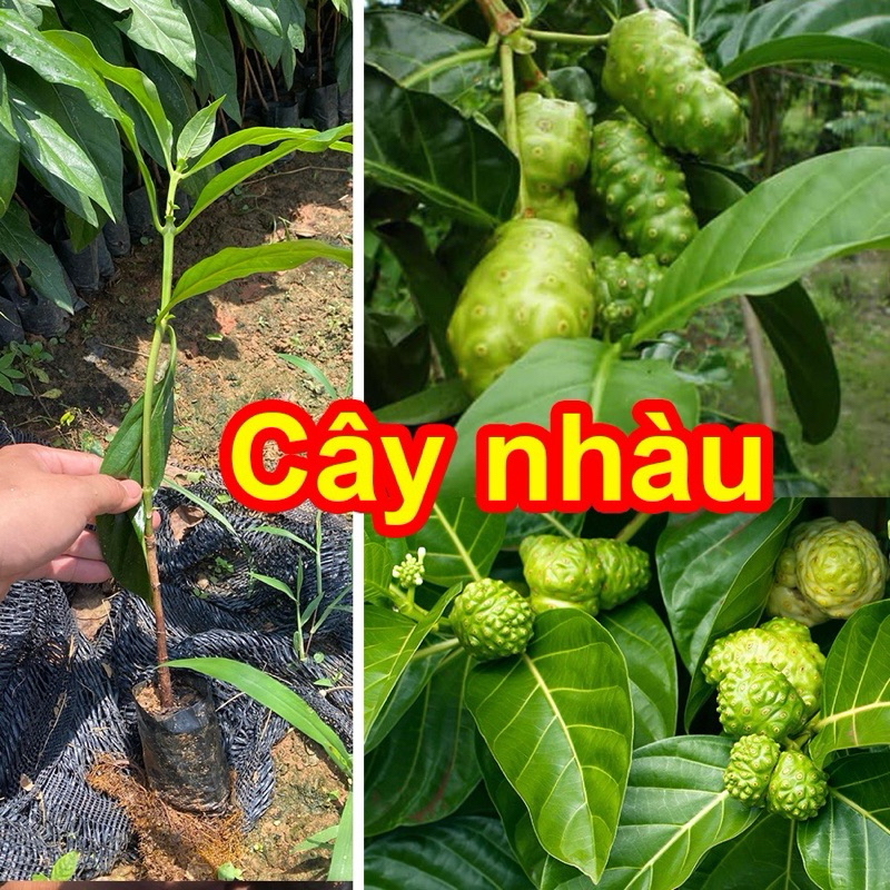 cây nhàu giống