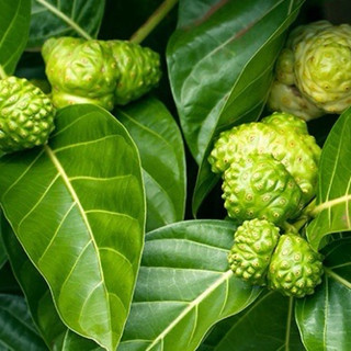 cây nhàu giống