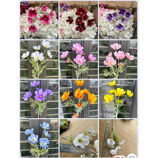 Cúc thân mốc/ cúc hoạ mi/ hoa sao nhái
