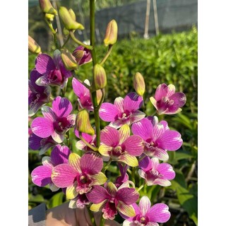 Hoa lan đồng tiền 3 màu gửi nguyên chậu