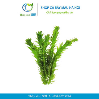 Rong đuôi chó | Cây trồng thủy sinh