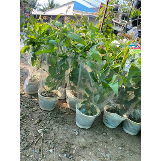 Cây Bạch Đàn Chanh cao từ 50cm