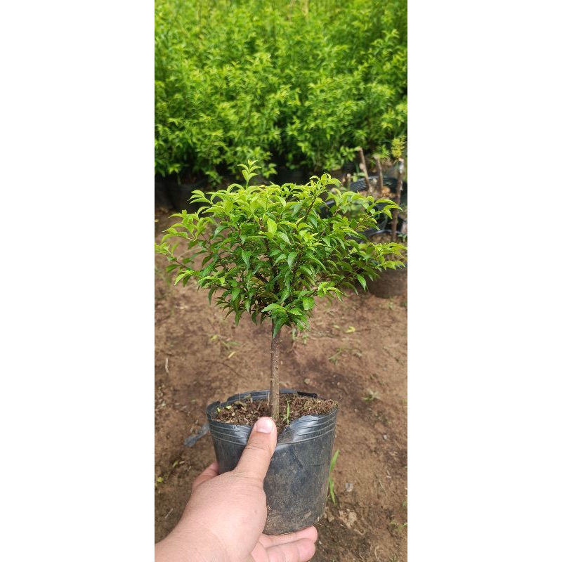 Cành mai chiếu thủy mini