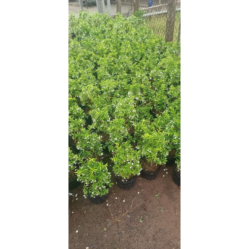 Cành mai chiếu thủy mini