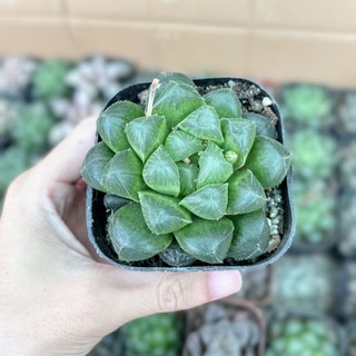 Sen đá kim cương Haworthia 🌵FREESHIP🔥Đã thuần khí nóng🌟  Bao  hư hỏng