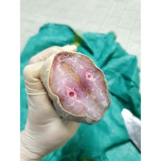 Khô cá chét muối dùi 5-600gr/1con