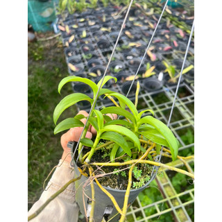 kie phi điệp chớp mỹ 7-10cm