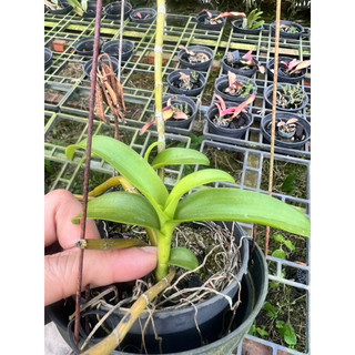 kie phi điệp chớp mỹ 7-10cm