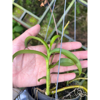kie phi điệp chớp mỹ 7-10cm