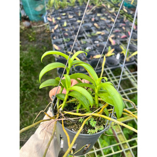 kie phi điệp chớp mỹ 7-10cm