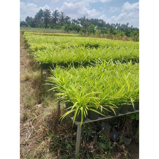 Cây dứa kiểng C9 (dứa sọc vàng)
