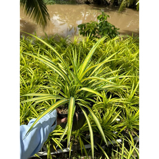 Cây dứa kiểng C9 (dứa sọc vàng)