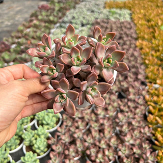 Cây sen đá Đá Tím size trung bình 6-8cm