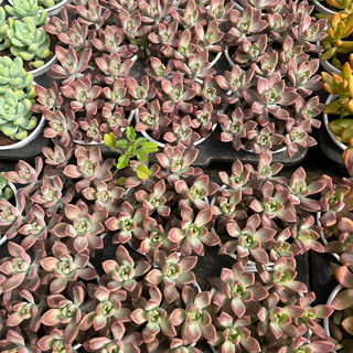 cây sen đá Đá Tím size trung bình 6-8cm