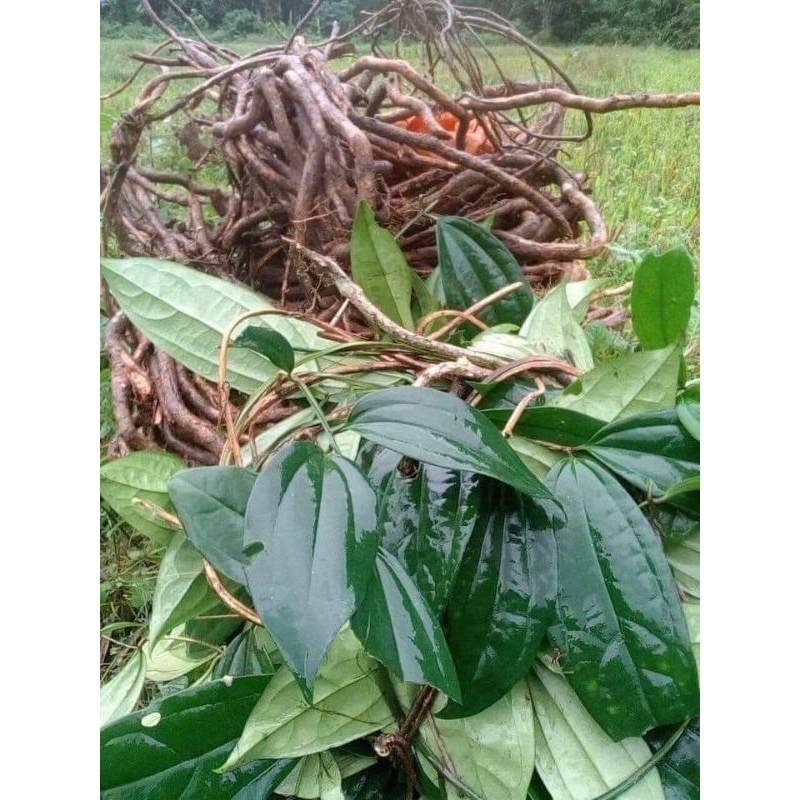 Sâm Xuyên Đá (1kg)