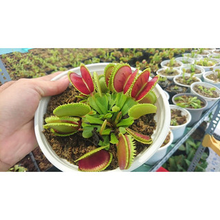 Cây bẫy kẹp bắt ruồi size vĩ