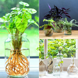 Không kèm bình - Cây trồng 🌱 thuỷ sinh để bàn💖🌱