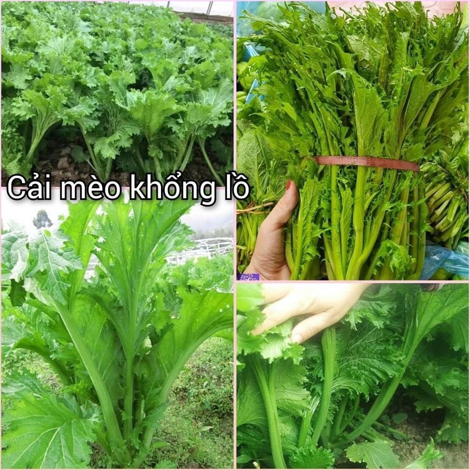 Combo 2 gói hạt giống rau cải mèo khổng lồ -gói 4gram(tặng kèm phân bón)