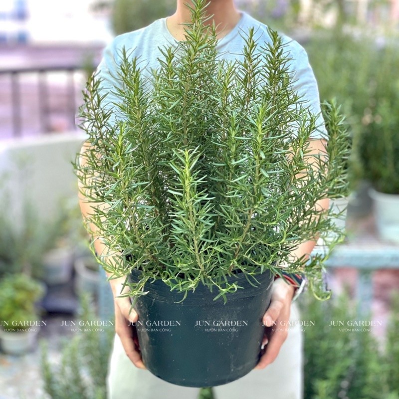 Chậu hương thảo siêu to tán rộng 30-40cm toả hương thơm dễ chịu trồng trang trí sân vườn, nội thất và ban công
