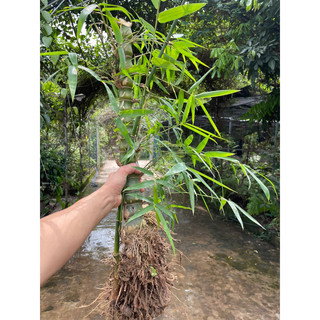 gốc tre đốt trồng kiểng(trúc đùi gà )