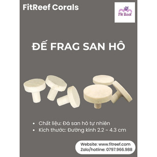 Set 10 đế frag cắm san hô bằng chất liệu đá san hô tự nhiên