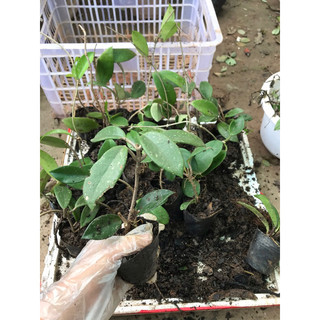 Hoa Lan Cẩm cù nhiều màu (hơn 30 màu khác loại không chọn màu)