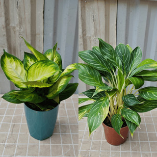 Cây bạch mã và cây sao sáng để bàn cao 30-40cm