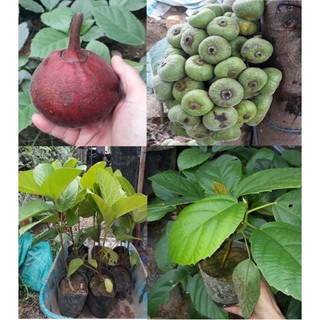 Cây vả mật (Shop cam kết là giống vả mật)