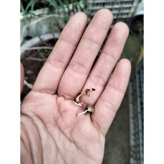 Hạt giống cúc Susi (100 hạt)
