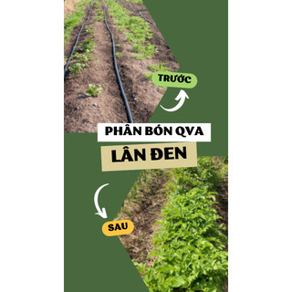(1KG) Phân bón QVA LÂN ĐEN đạm cá rong biển
