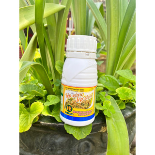 Lép Vàng Lép Đen dùng cho lúa, thể tích 240ml