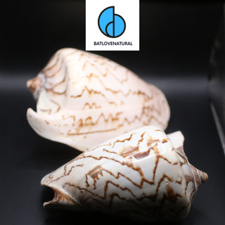 Vỏ ốc Cymbiola Nobilis - Vỏ ốc trang trí nhiều kích thước - Vỏ ốc đẹp