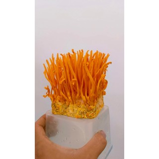 chỉ gửi miền bắc Đông trùng hạ thảo tươi loại 1 cao cấp