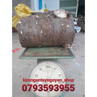 Bạc hà núi 10kg, loại to, lâu năm, hoành 50cm-60cm