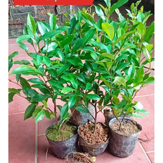 Giống Lan Tiêu- hàm tiếu cao60-70cm