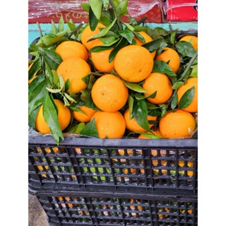 (Hỏa tốc HCM) QUÝT GIỐNG ÚC (Da có nám) LOẠI NGON, TRÁI TO ĐẸP NGỌT THƠM