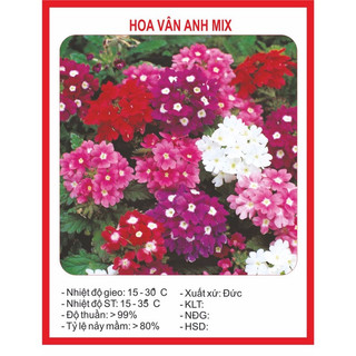 Hạt giống hoa vân anh mix màu -50 hạt