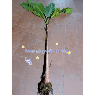 chuối hột rừng(củ giống)
