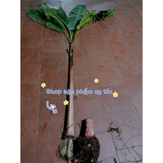 chuối hột rừng(củ giống)