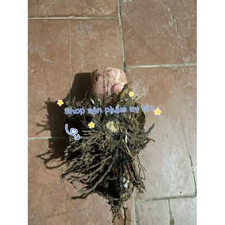chuối hột rừng(củ giống)