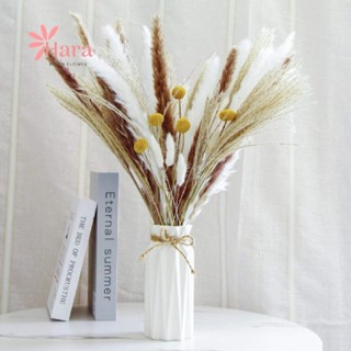  Set hoa khô decor Vintage cắm bình trang trí- Cỏ đuôi thỏ bông lau lúa mạch bông gòn - Hoa khô Hara 