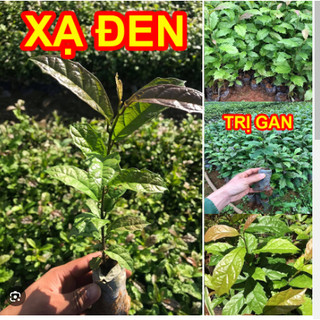 Hạt giống xạ đen - cây giống xạ đen -