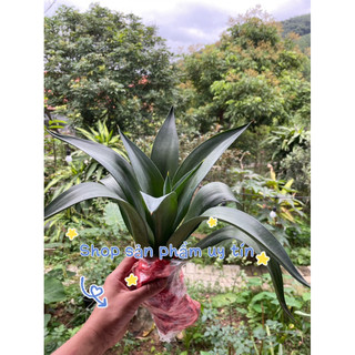 dứa nam mỹ trồng kiểng(5 cây giống)