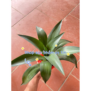 dứa nam mỹ trồng kiểng(5 cây giống)