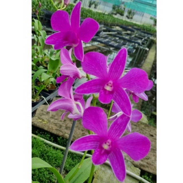 Hoa lan denro pink xưa