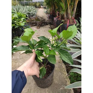 Cây hoa ngọc bút cây cảnh trang trí sân vườn cao 35-40 cm